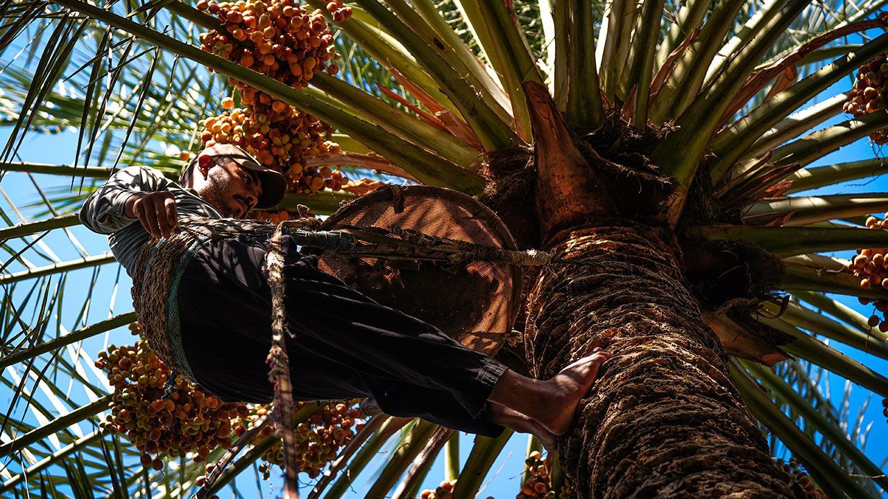 Ağaç tepelerinde zorlu hasat! Sabah 4'te başlıyor, öğlene kadar sürüyor