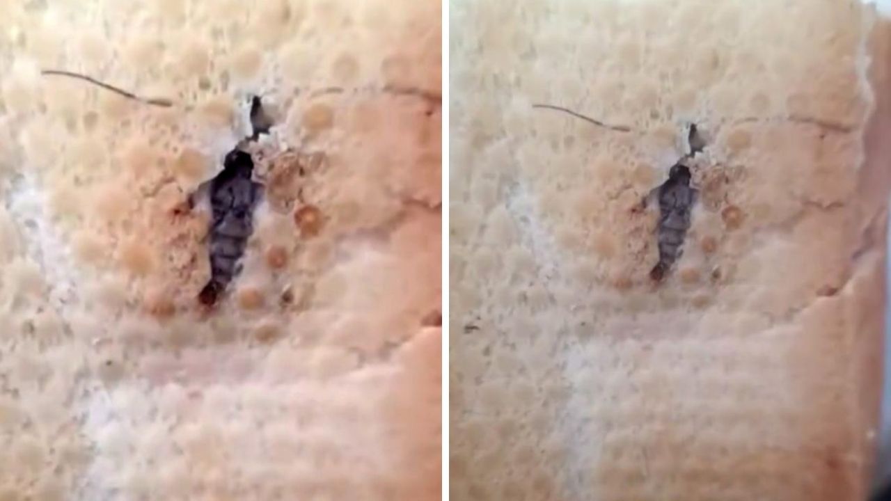 Ekmeğin içinden çıkan "Yok artık" dedirtti!