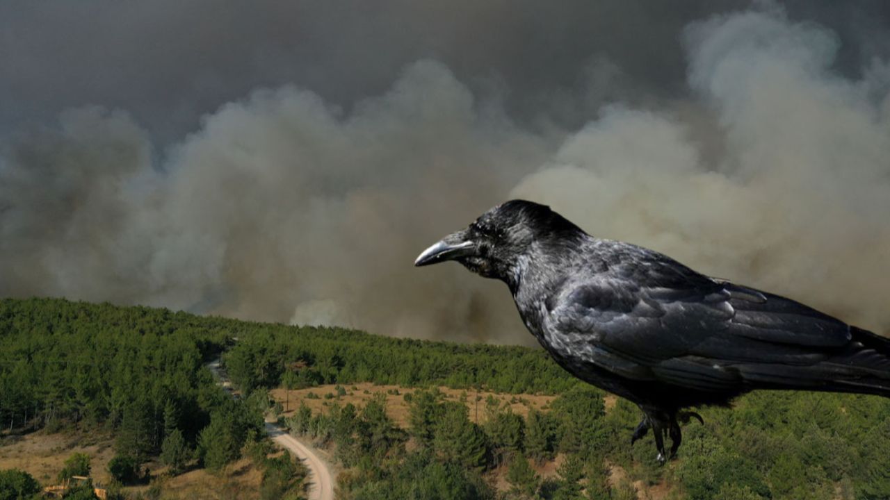 Karabük yangınında ‘karga’ şüphesi: 20 saat sonra söndürüldü görseli