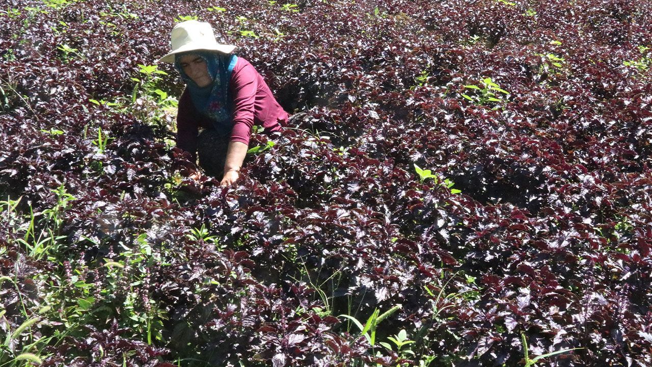 Bir defa eken yılda 5 kez hasat ediyor, tam 6 bin ton ürün alınıyor