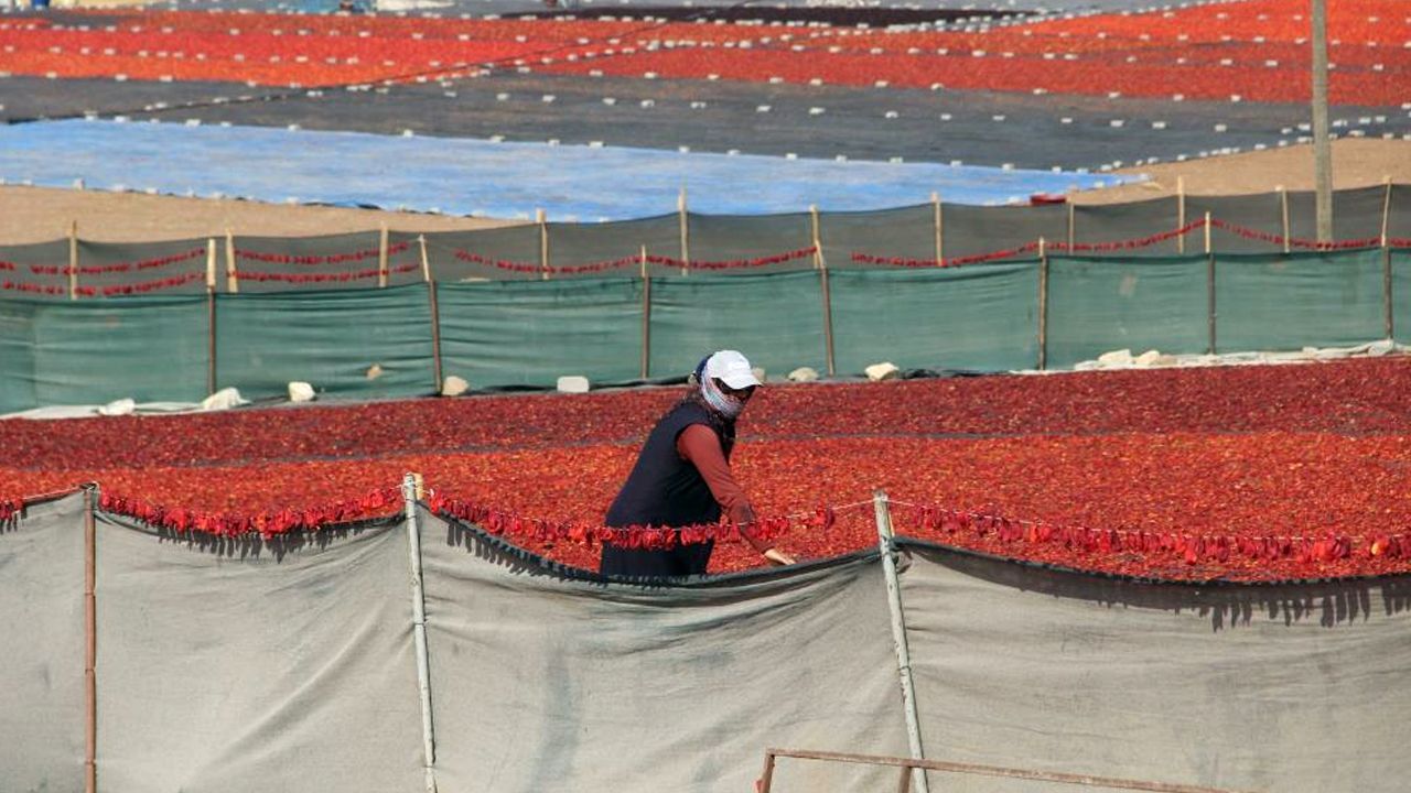 Tat ve lezzetiyle yemeklerin vazgeçilmezi! Hasat başladı, 50 derece sıcaklıkta günlük 1.000 lira kazanıyorlar