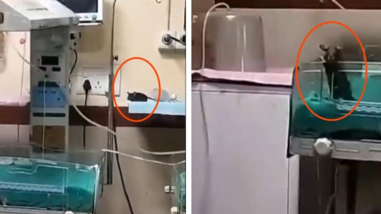 Yenidoğan ünitesinde 'fare' skandalı! İki bebek feci şekilde can verdi