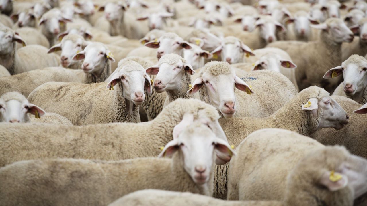 Merinos, Kıvırcık, Tahirova... TİGEM 3 bin 320 küçükbaş hayvan satacak! İşte ihale detayları