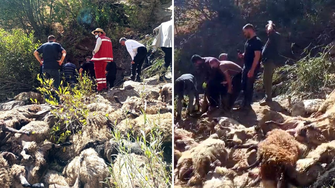 Biri düşünce hepsi peşinden atladı! Van'da şoke eden olay: 334 koyun telef oldu