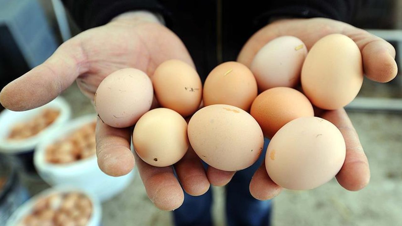 Hastalık vurdu, üreticiler Türkiye