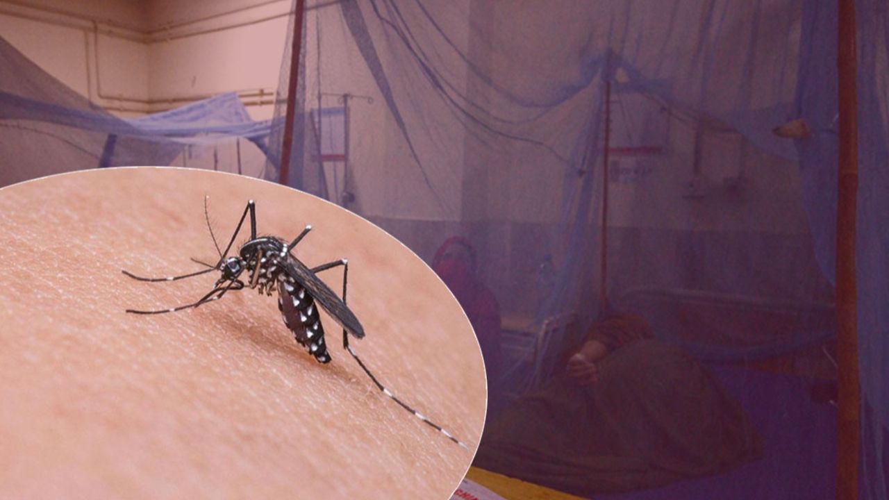 Sivrisinekler ölüm saçıyor! Son 24 saatte 580 kişiyi etkiledi, 3 kişi öldü