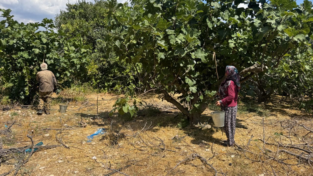 Çiftçi hayal kırıklığı yaşıyor! Verim bu yıl 4