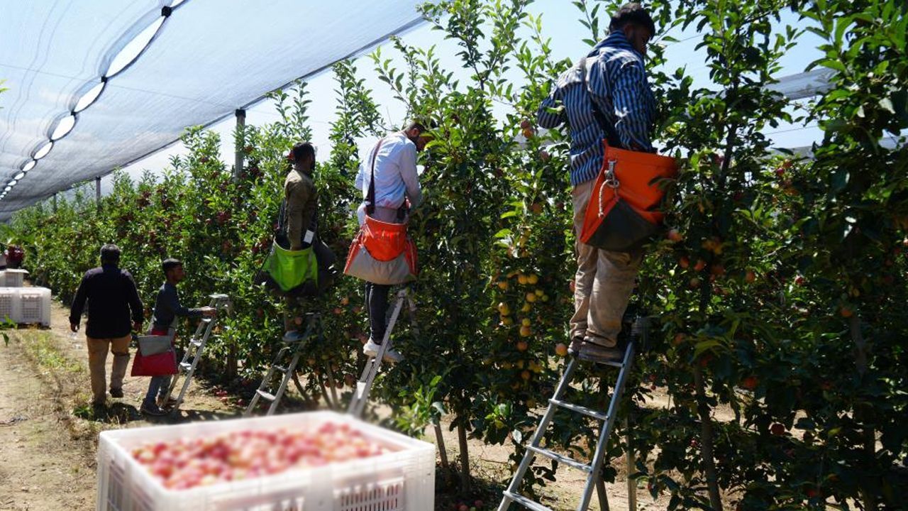 Üretim 600-700 bin tondan 20-30 bin tona geriledi! Zirai don çiftçiyi perişan etti