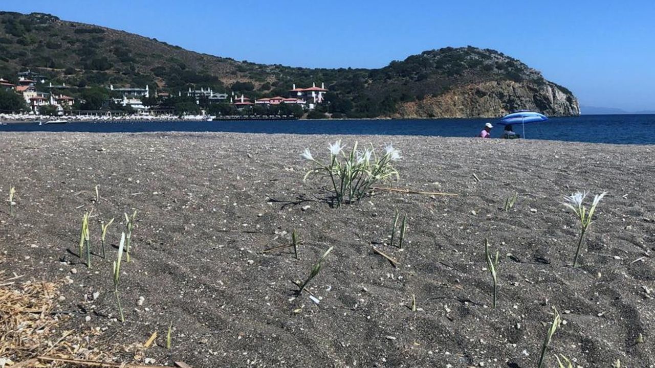 Cezasını duyan yanından bile geçmiyor! Araba parası...