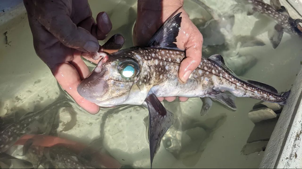 Gören bir daha baktı: Balığın kafasının üstünde diş çıktı