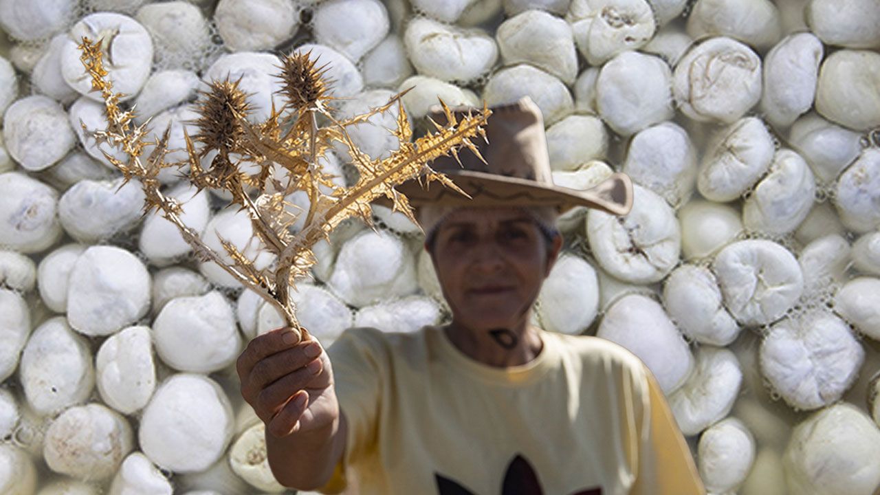 Tanesi 50, kilosu 5 bin lira! Dikenli bitkiden bin bir emekle üretiliyor, çare olmadığı hastalık yok