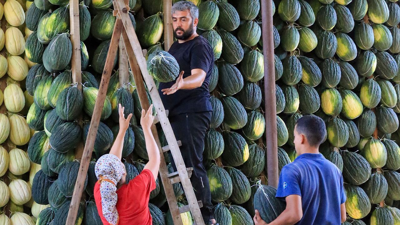 Depolarda ocak ayına kadar saklıyorlar! Aromasıyla damak çatlatan tescilli lezzette hasat sürüyor