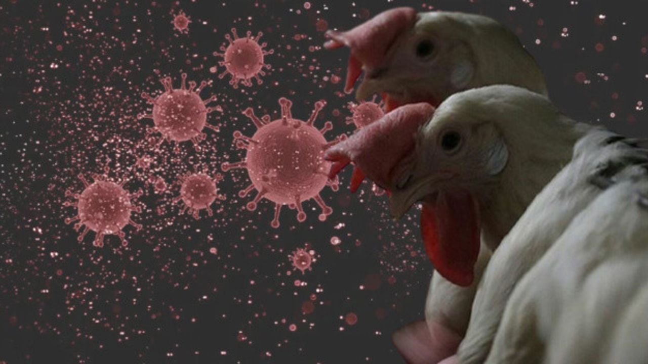 Güney Kore’de alarm! Yılın ilk kuş gribi vakası tespit edildi