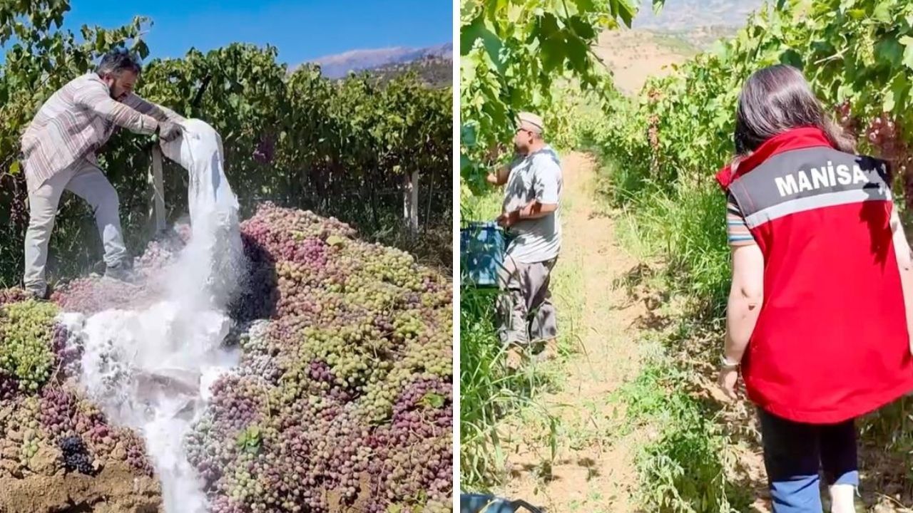 Çiftçinin yaptığı 6 ton üzüme mal oldu! Hepsi imha edildi