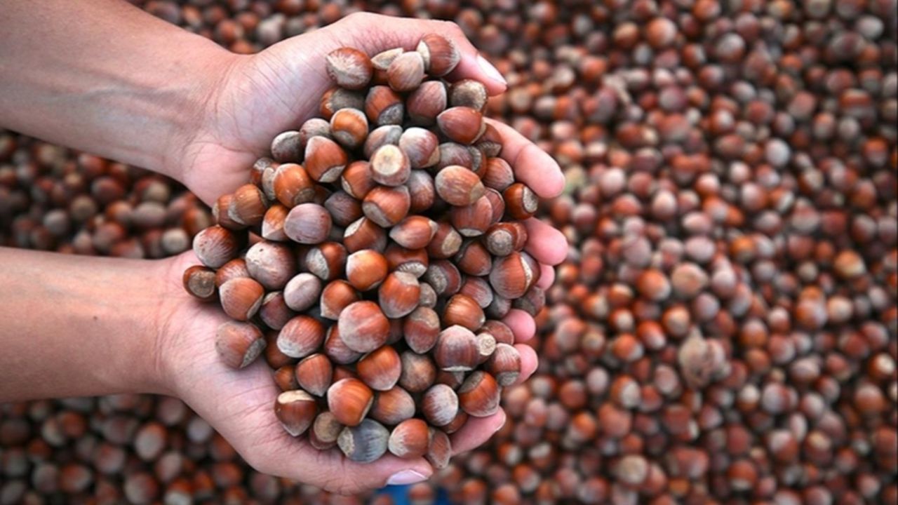 Hasat öncesi 200 lira açıklanan fındık fiyatında büyük yükseliş! Üreticiden bakın kaç liraya alınıyor