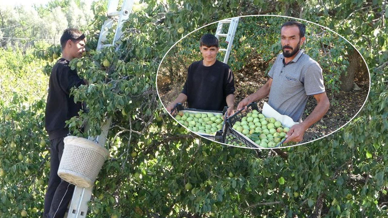 Kilosunu 70 liradan satıyorlar! Akçadağ armudunda hasat başladı