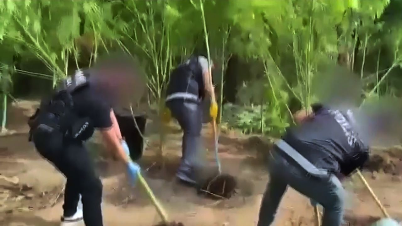 Muğla’da zehir tacirlerine darbe! Evden uyuşturucu bahçesi çıktı