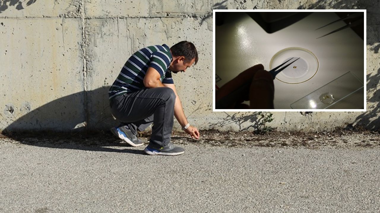 Çankırı'da otoparkta bulundu! Nesli tükenme tehlikesi altında...