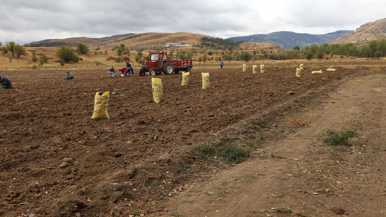 Çankırı’da atıl arazi canlandı! 2.5 ton tohum ektiler, hasat yüz güldürdü