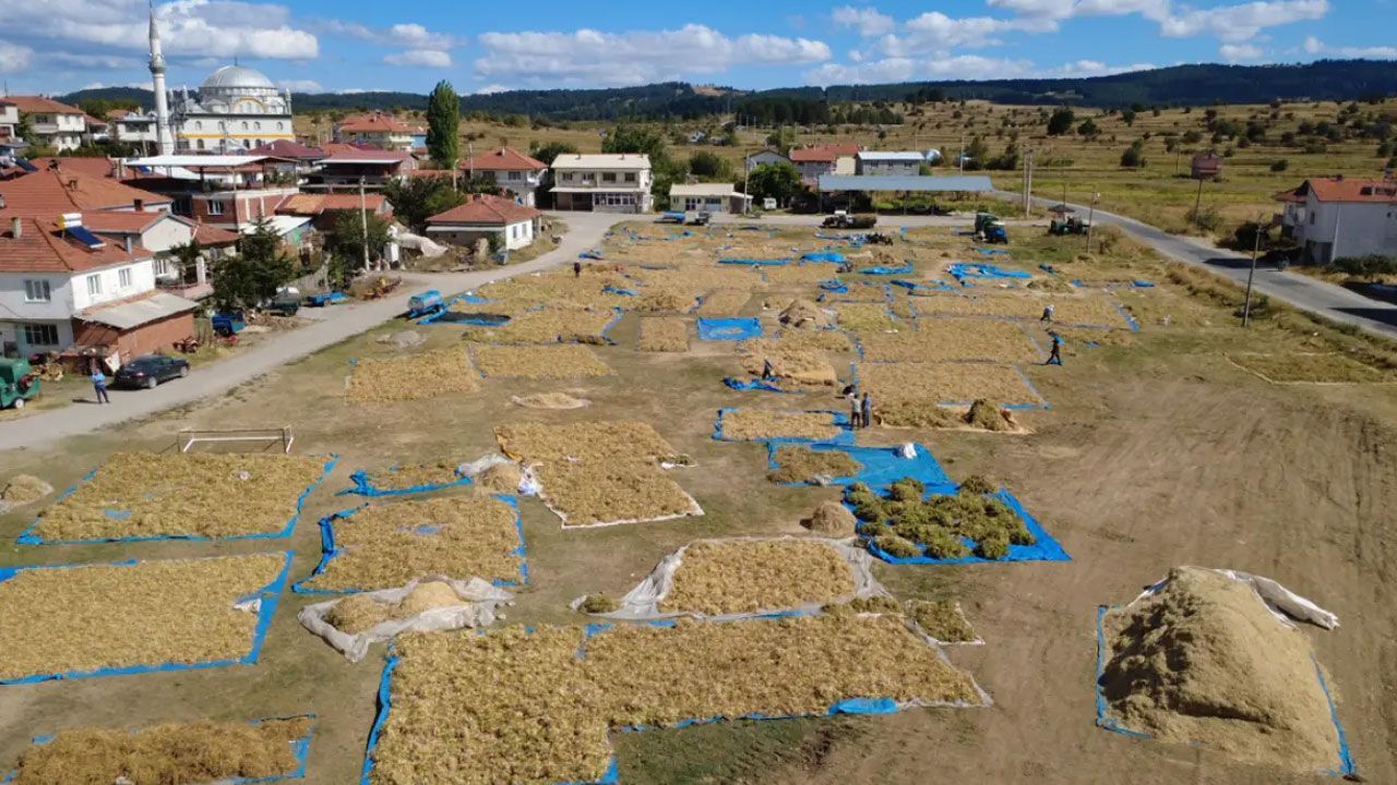 İlaçsız ve susuz tarımla yetişiyor! Kilosu ise 150 TL, talep çok