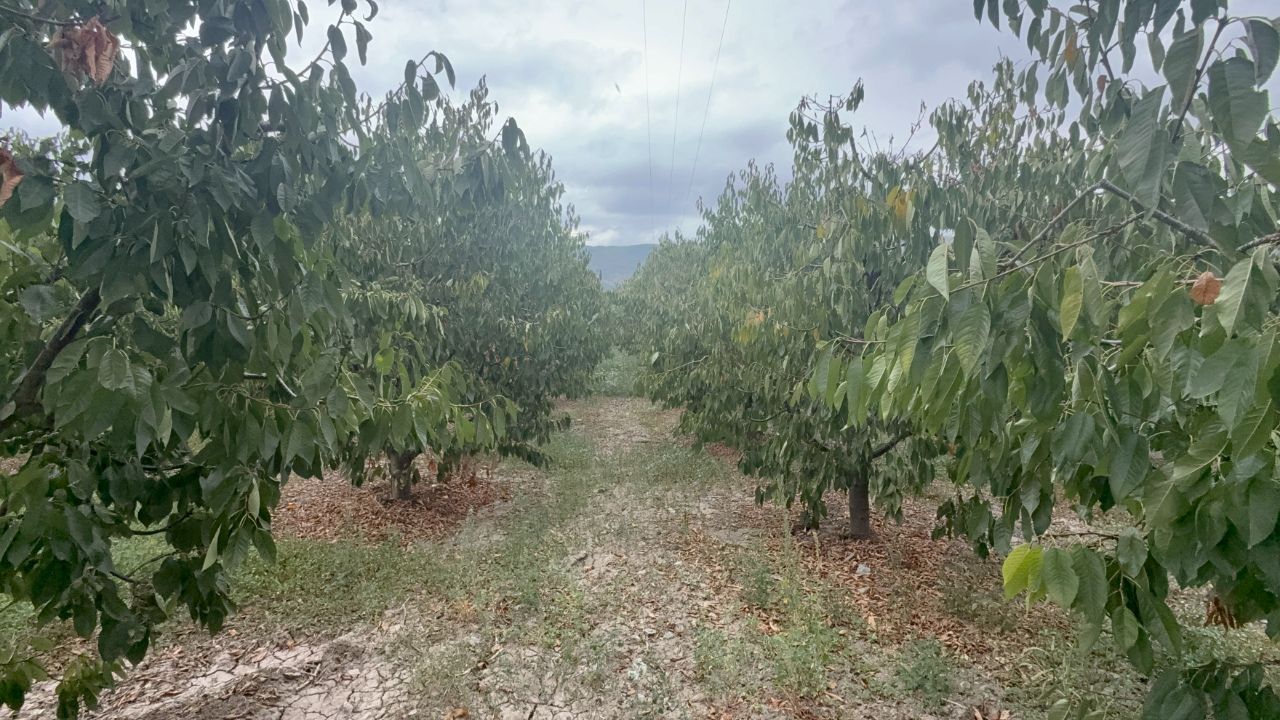 Tokat kirazında 5 milyon dolarlık kayıp! Geçen sene 11 ülkeye ihraç edilmişti, bu yıl 1 kilo bile meyve vermedi