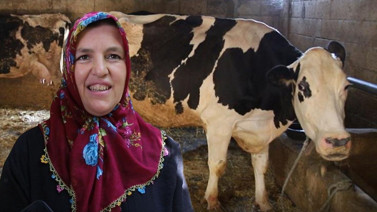 2 inekle başladı, hayatı değişti! Sıfır otomobil alacak kadar kazandı