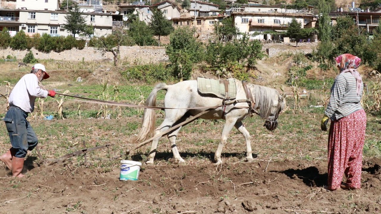 Bu hasat başka! "Dede mirası" yöntemle patates sökümü başladı