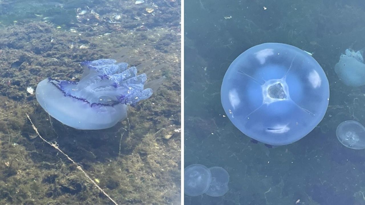 Tam "Bitti" deniyordu! Marmara