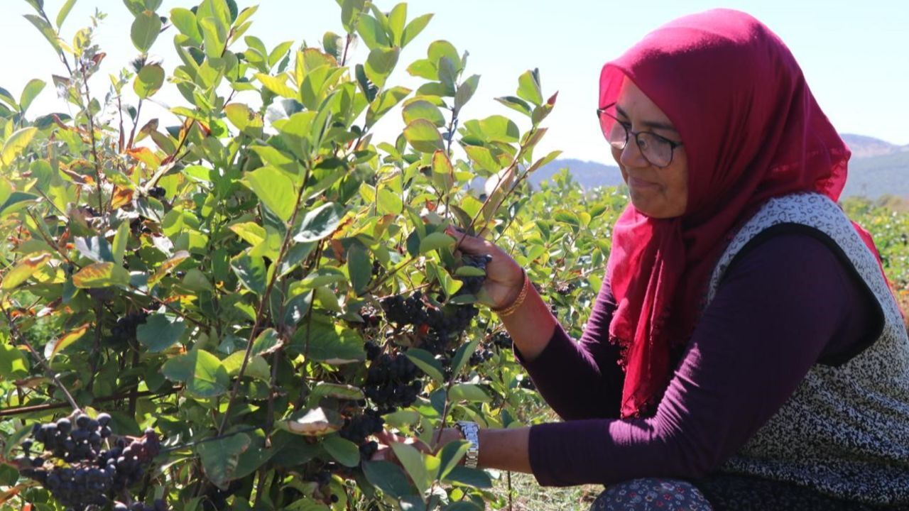 Hastalığına iyi gelen aronyayı yetiştirdi, kilosunu 300 liradan satacak