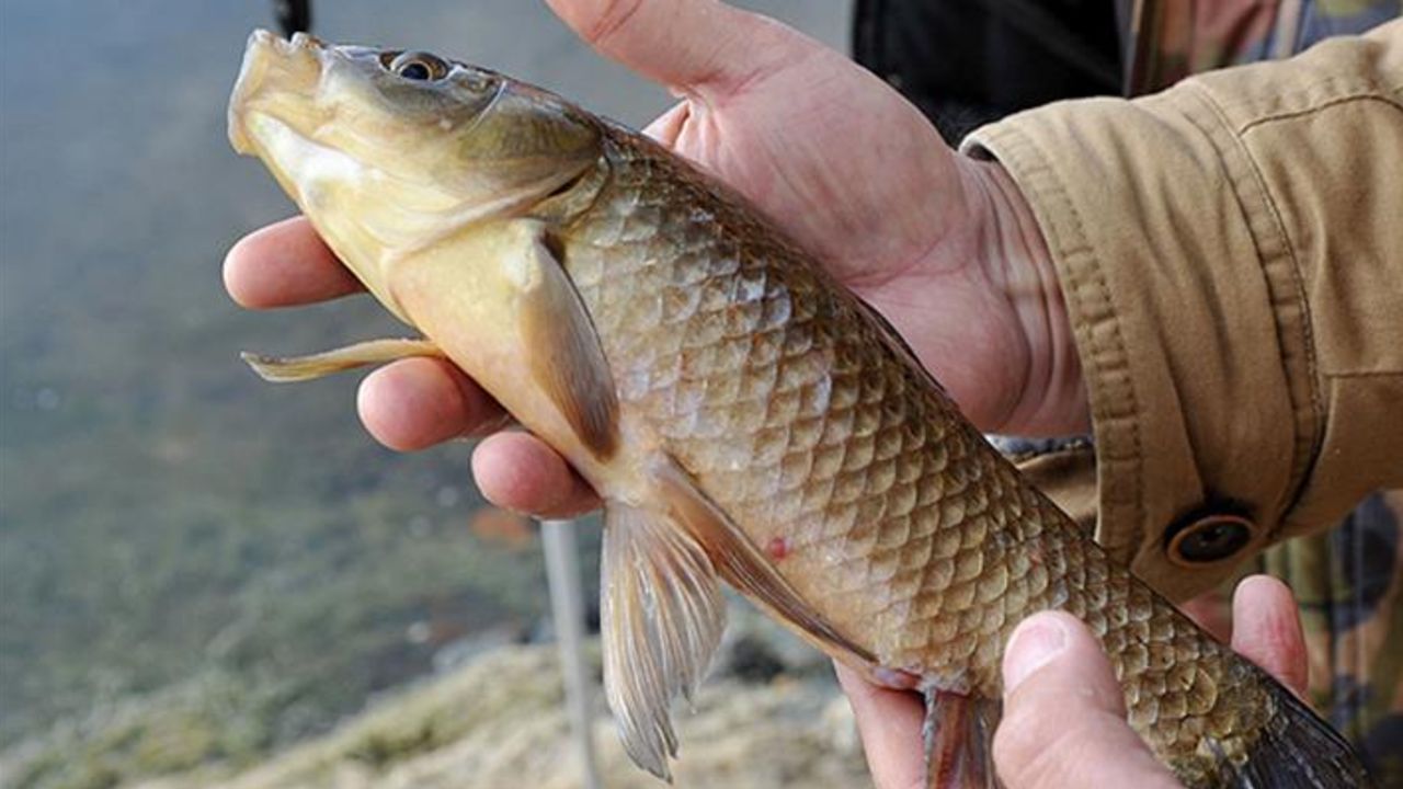 İstilacı İsrail sazanı Karadeniz