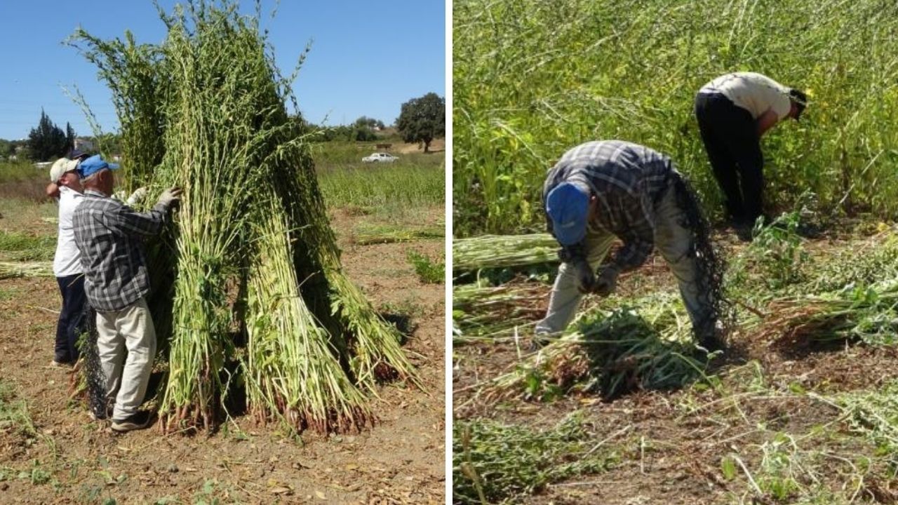 Ona "altın" da deniyor! Susamda hasat başladı, kilosu 140 lira