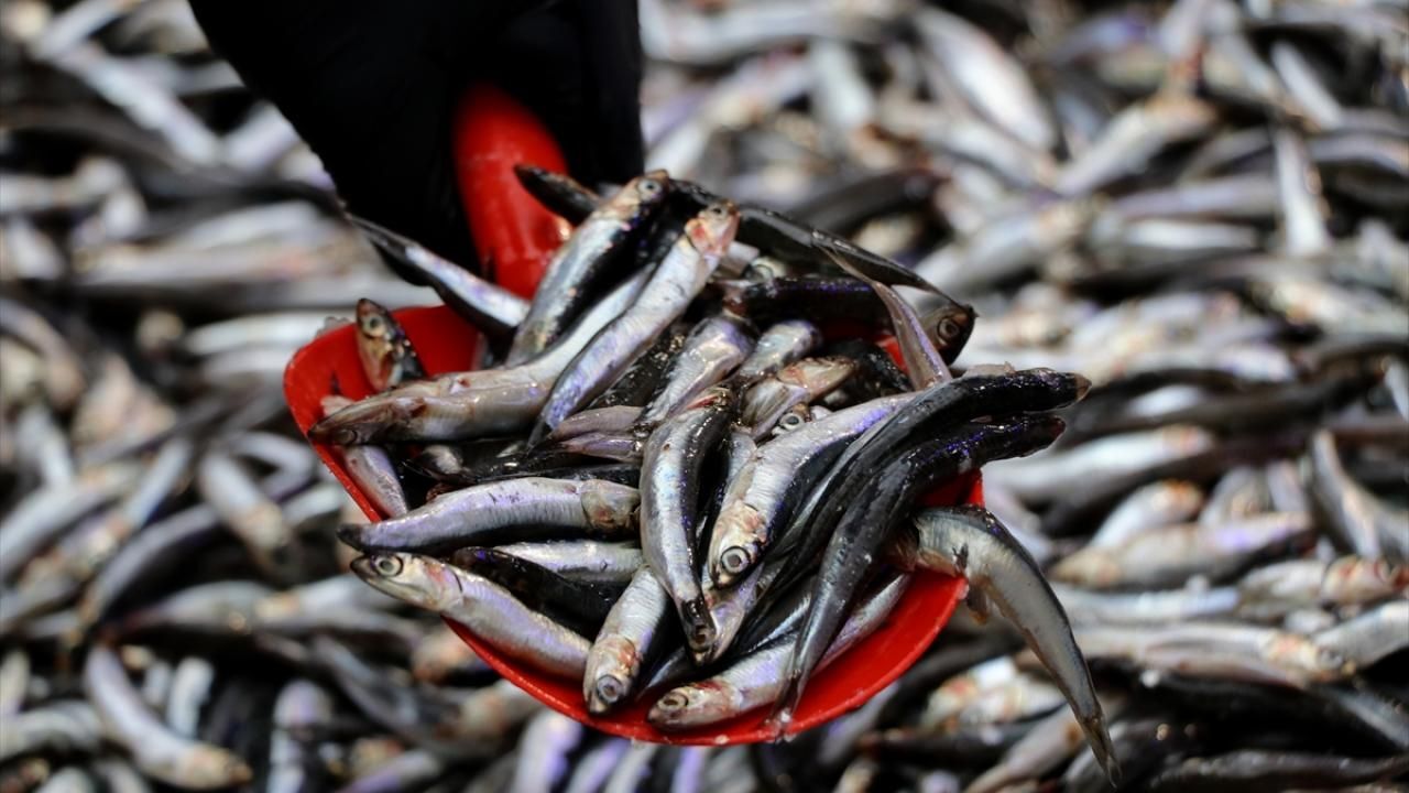 Son yılların en bereketli "hamsi" sezonu! Kilosu bakın kaç liraya geriledi