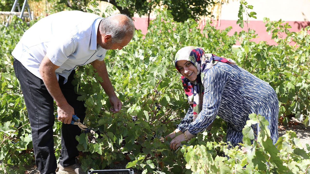 Tescilli üründe tarihi rekolte! 1,5 milyon çelik toprakla buluştu, verim patladı