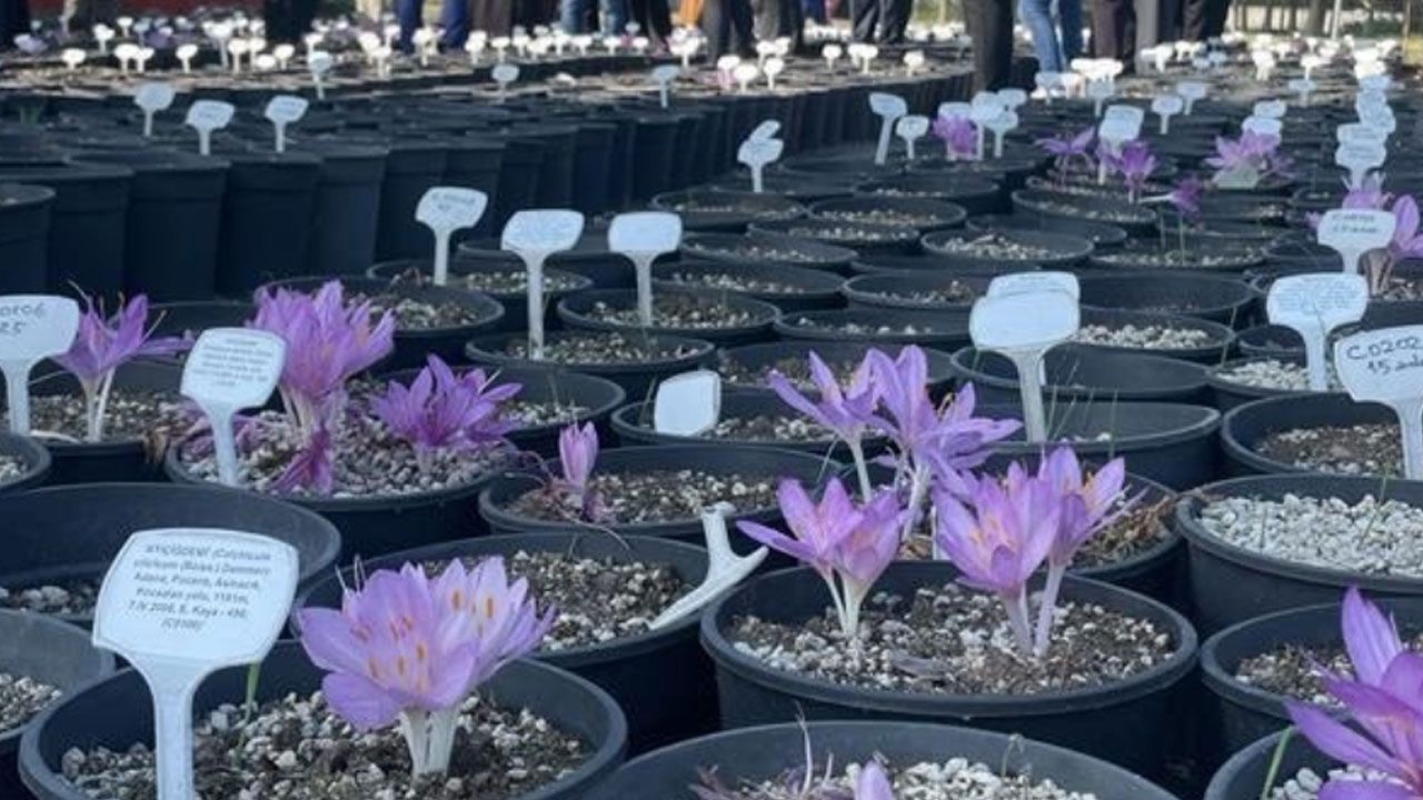 Yerli üretim başladı! Hayati ilacın hammaddesi artık Türkiye