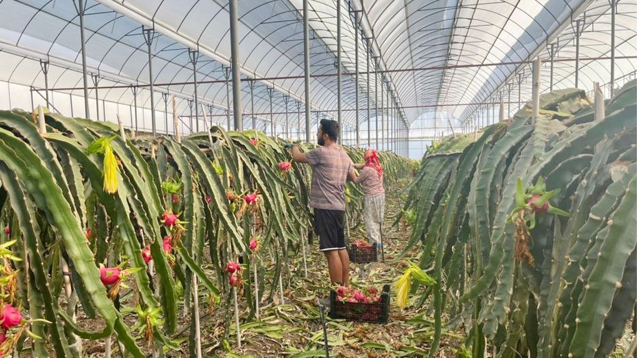 Alanya’dan dünyaya açılıyor, kazancıyla sevindiriyor! Kilosu 150 TL