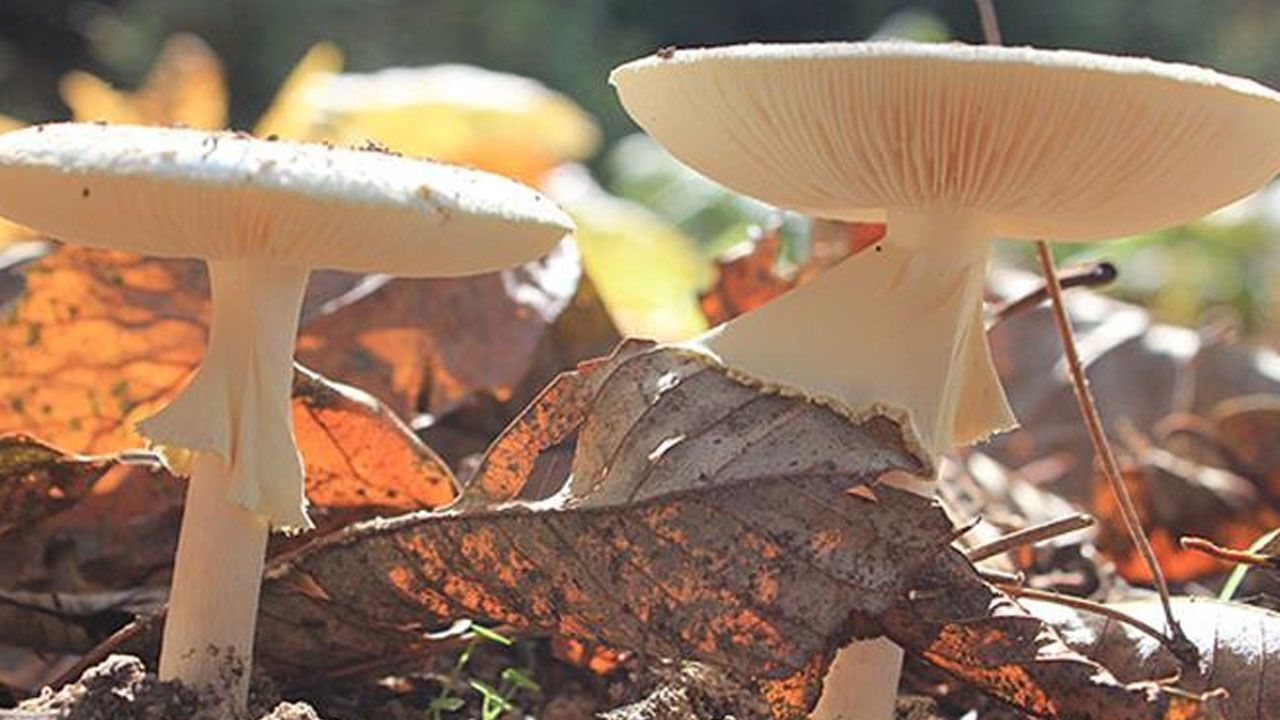 Zehirli mantar alarmı: bir lokması tüm aileyi hastanelik edebilir