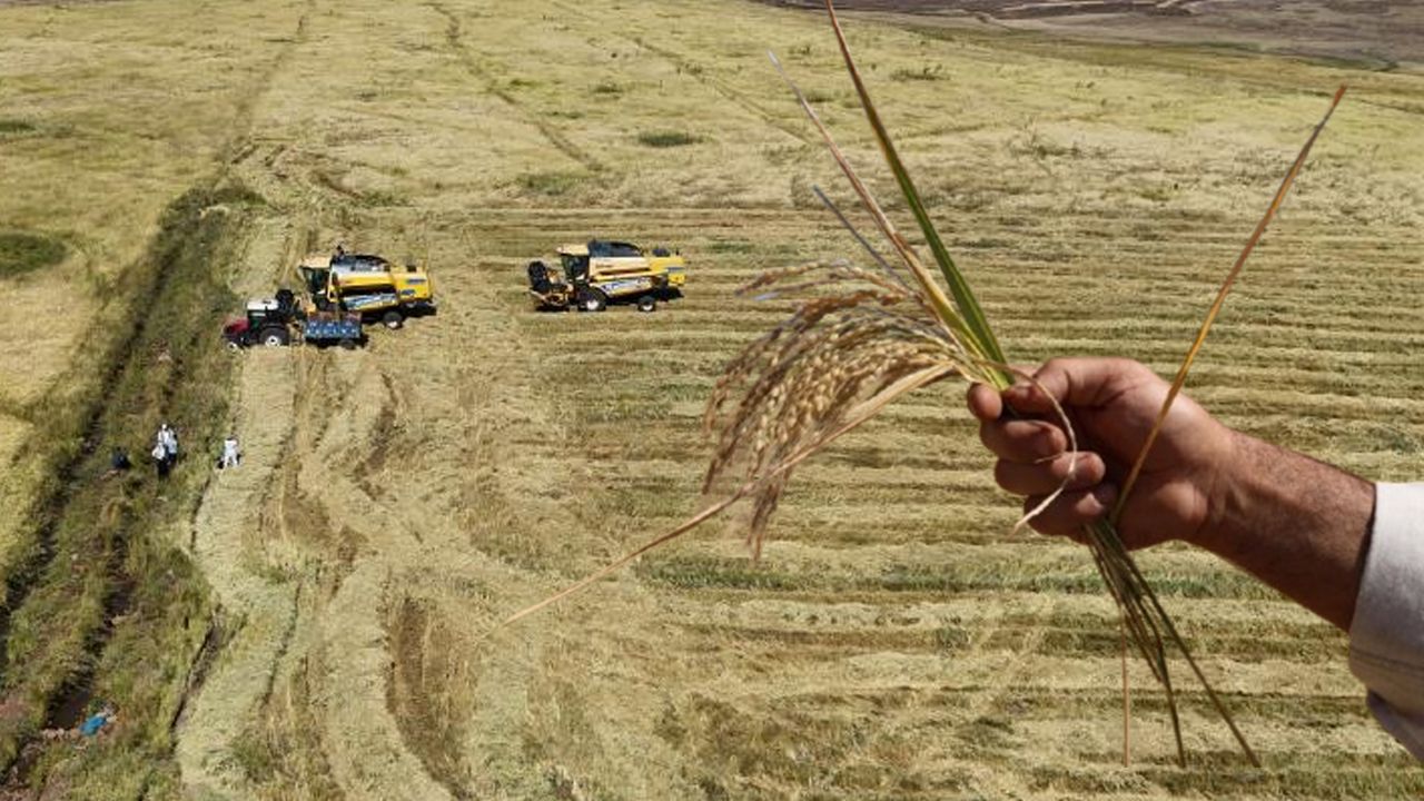 1000 dönümde maliyeti 6 milyon lira! Karacadağ pirincinde hasat başladı