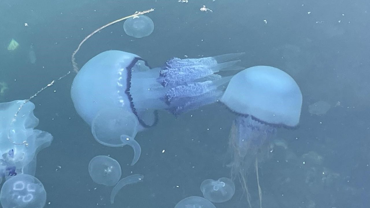 Bir gecede yüzlerce denizanası ölüsü kıyıya vurdu! Nedeni ortaya çıktı