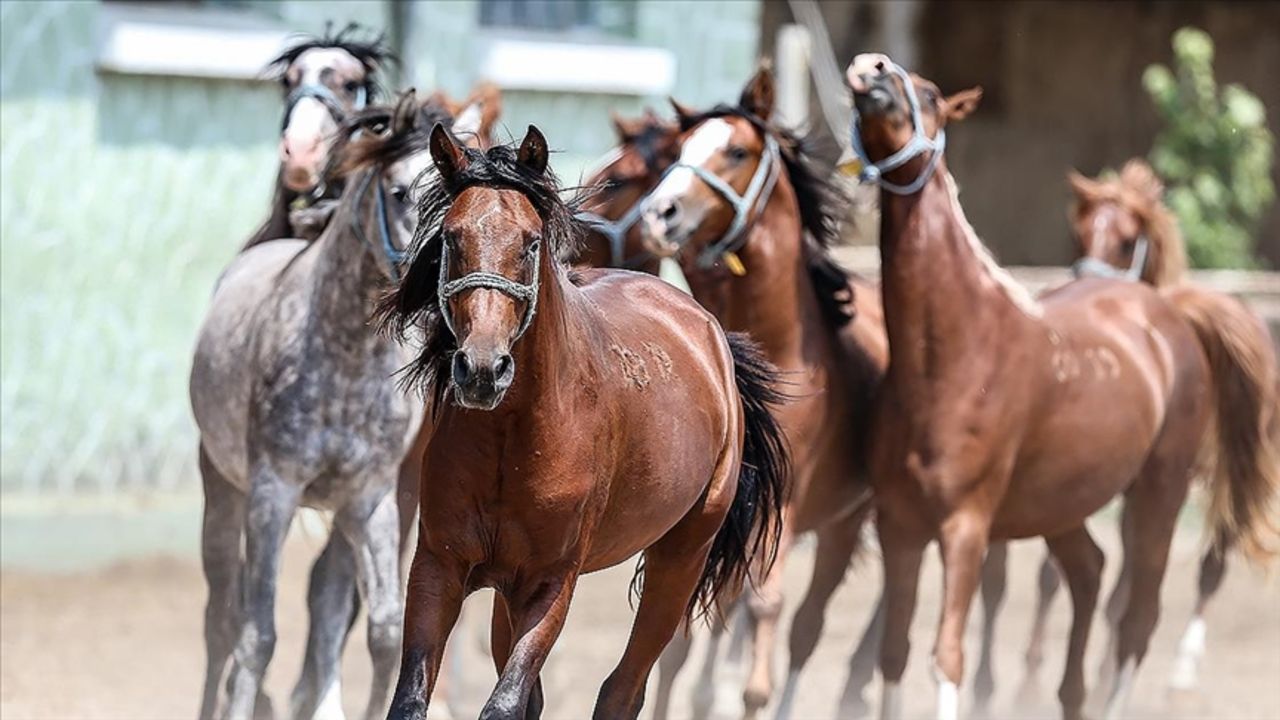 Geçici teminat bedeli 300 bin TL! TİGEM 15 safkan Arap koşu tayı satacak