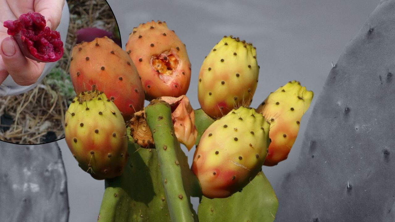 Türkiye'nin ilk tescilli dikenli incir bahçesi! Başlarken alay konusuydu, şimdi 10 tonun tamamını yurt dışına satıyor