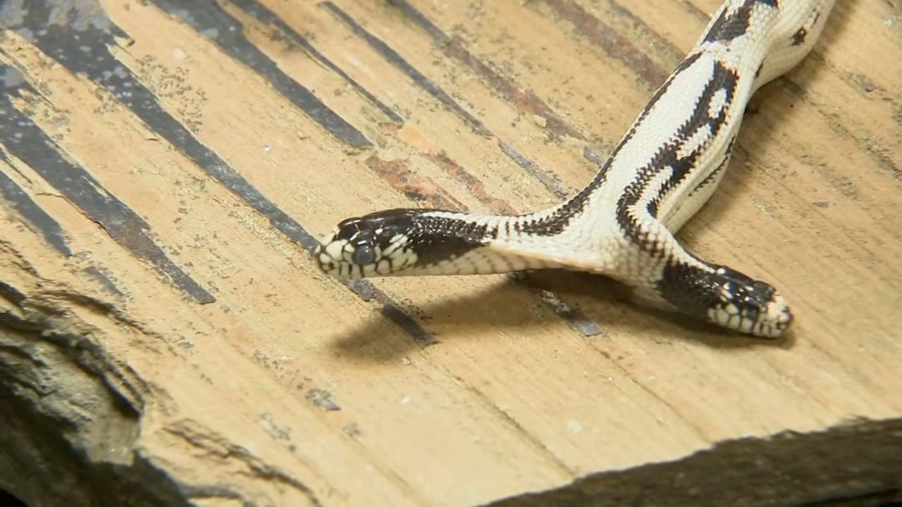 100 binde bir ihtimal gerçek oldu! Utah’ta iki başlı yılan görenleri şoke etti