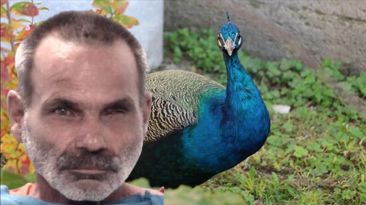 Anlaşmazlık yaşadı, inadına yaptı! Komşusunun tavus kuşlarını pişirip yedi