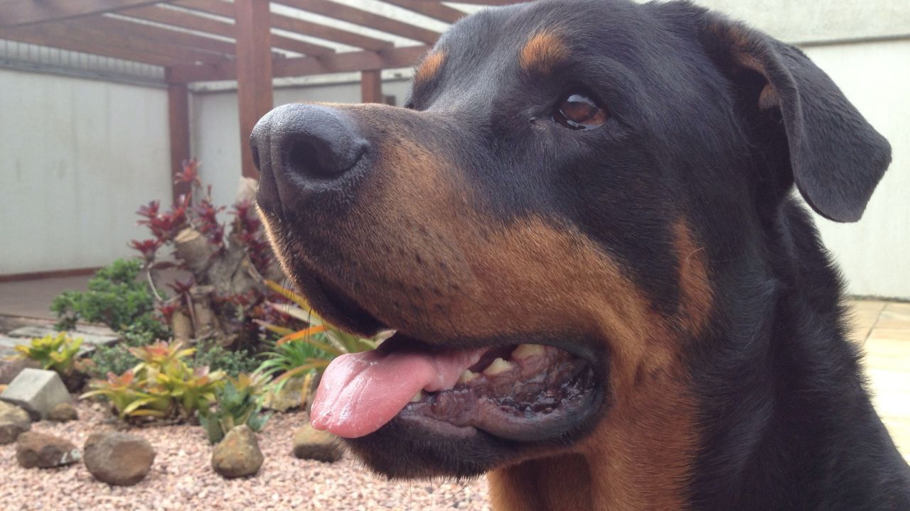 Kuduza ilk yardım: Isırığı 15 dakika su ve sabunla yıkayın