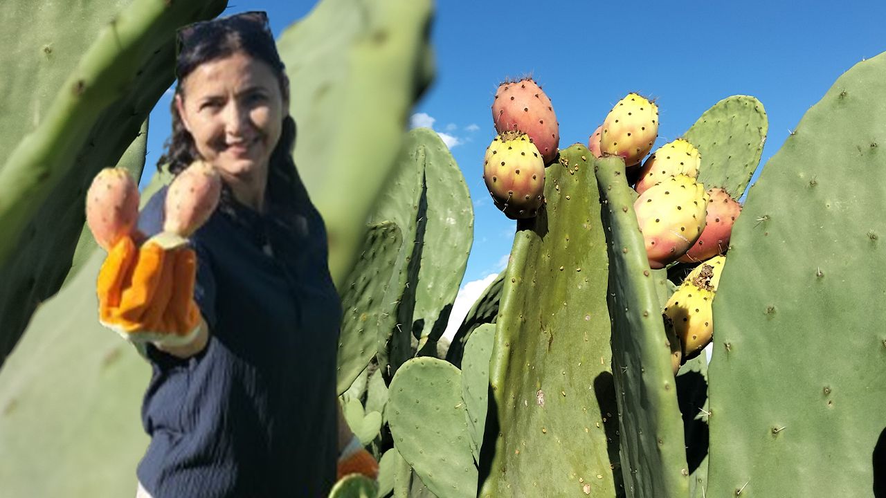 Dikenli incir üretimi yaygınlaşıyor! Bakımı kolay, hastalığı yok ve susuzluğa dayanıklı