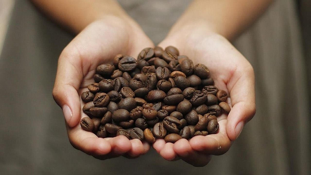 İklim krizine karşı yeni kahve türleri! Üretim alanları daha da genişleyebilir