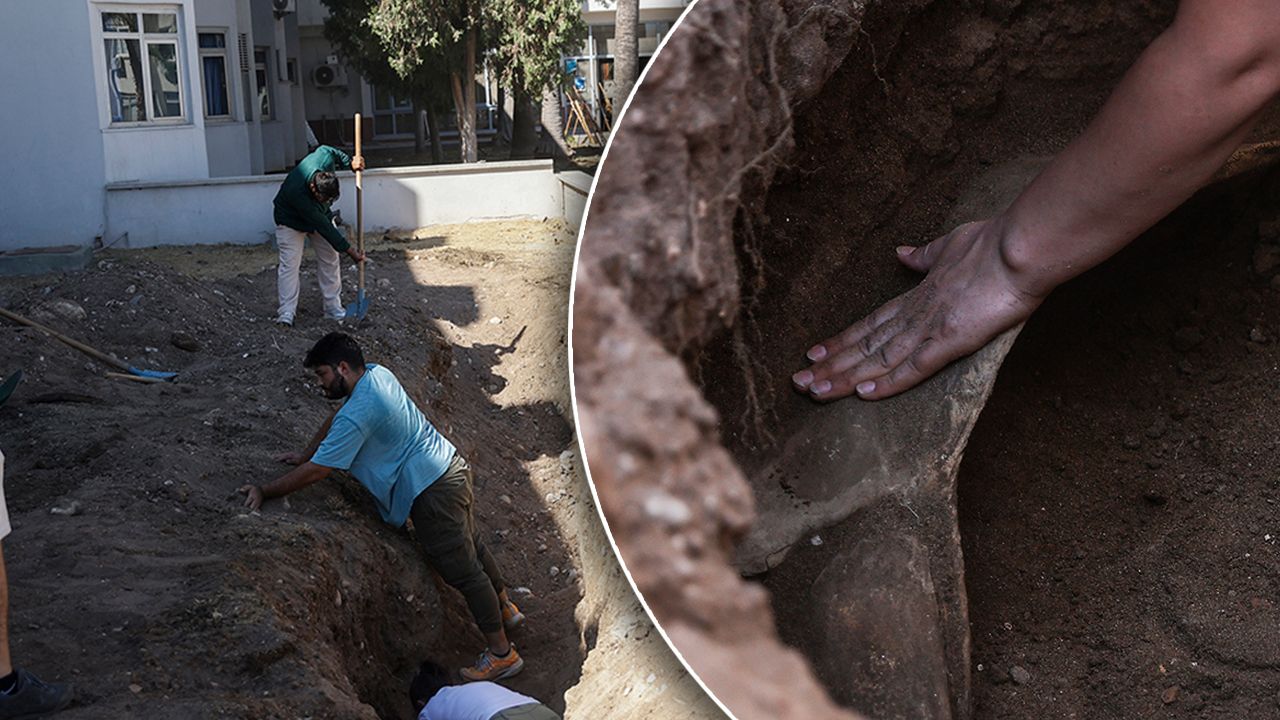 415 öğrenci gönüllü oldu! Fin balinası iskeletinin gün yüzüne çıkması için kazılar başladı