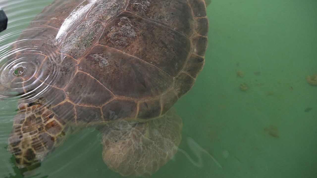 Caretta caretta’nın göç yoluna yakın takip! 2. Dünya turunda 7 bin km katetti