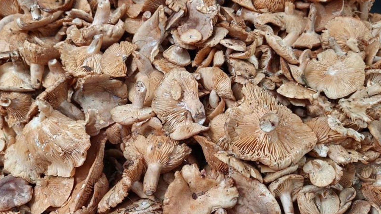 Kavurması, turşusu, mıhlaması… Sezonun gözdesi tirmit: Kilosu 250 TL’ye düştü