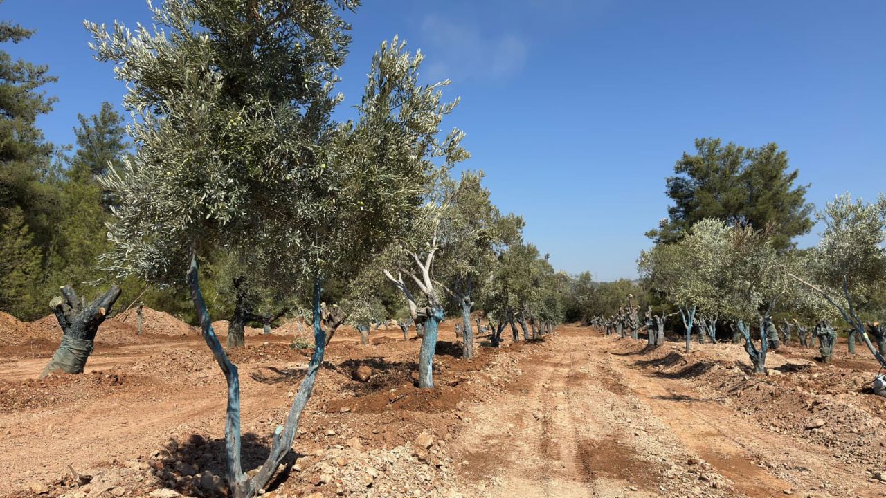 Bir milyon ton kömür ekonomiye kazandırılacak! Taşınan zeytinler cari açığa ilaç olacak 