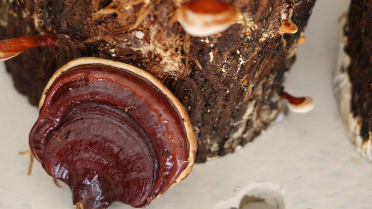 100 gramı 1.500 lira! Faydaları saymakla bitmiyor, cezaevinde seri üretime geçilecek